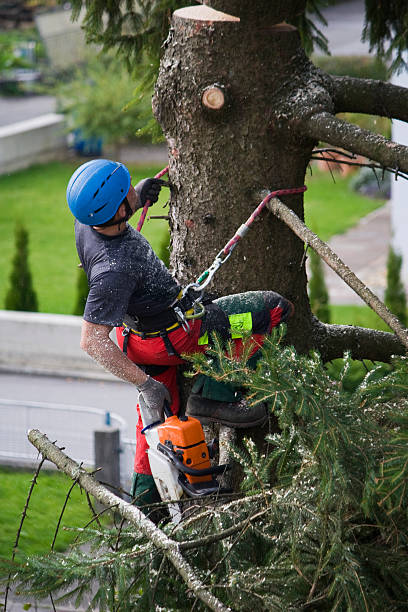 Best Stump Grinding and Removal  in Tyrone, GA